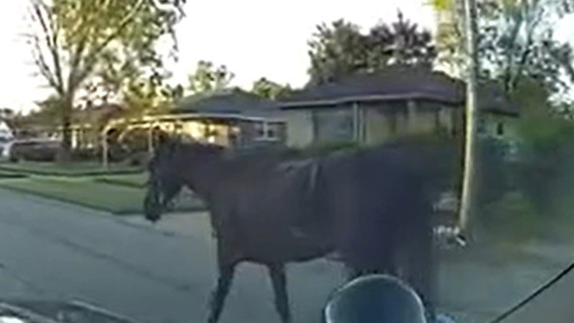 Horse on the loose in Inkster